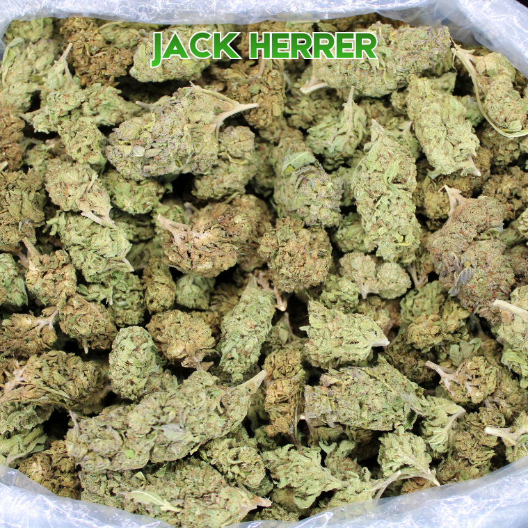 THCA Flower Budget Buds