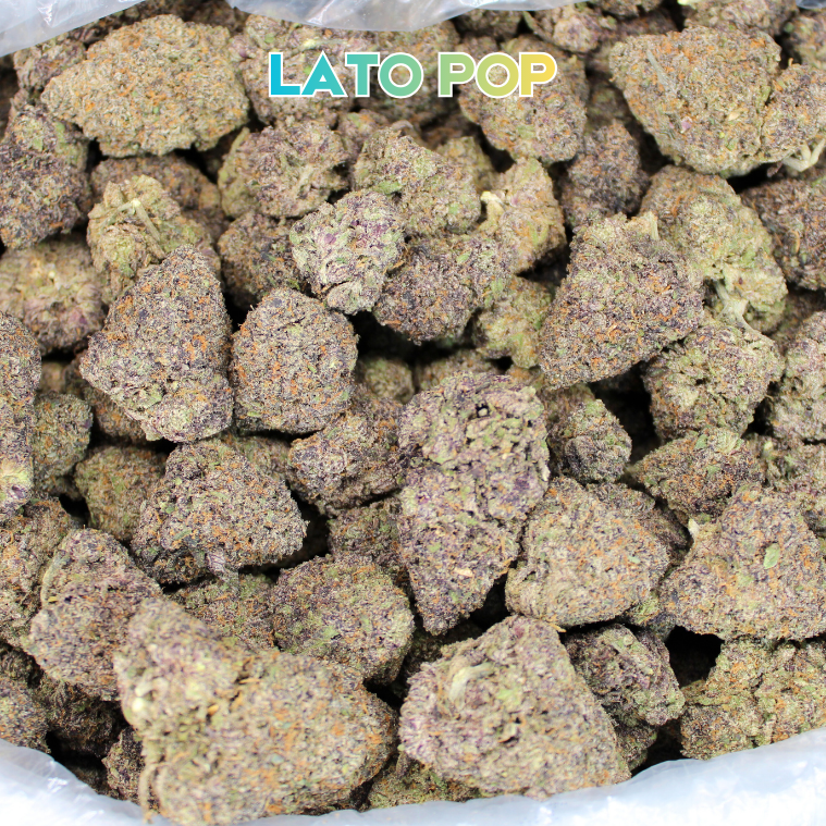 Lato Pop Exotic THCA Flower
