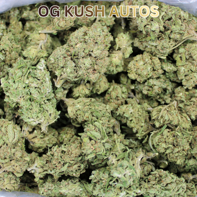 OG Kush THCA Autoflower