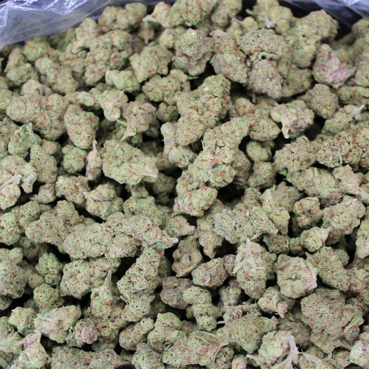 OMNIA THCA Flower