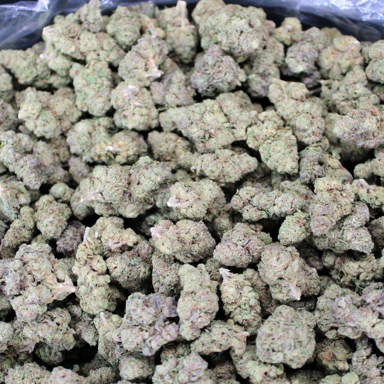 Phantom Cookies THCA Flower