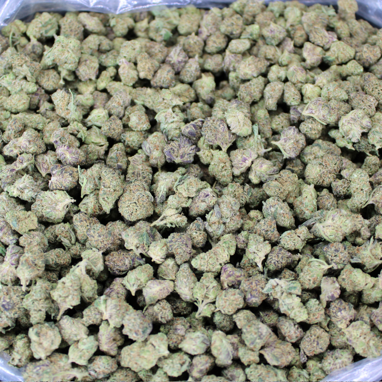 Purple Punch THCA Flower