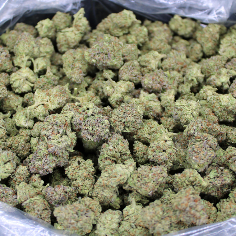 Star Boy THCA Flower