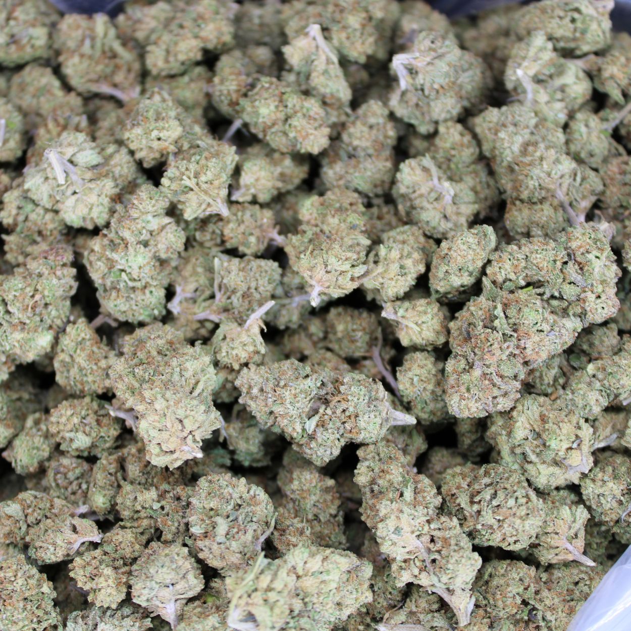 Acapulco Gold THCA Flower