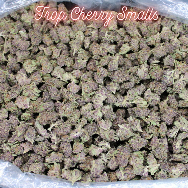 Tropicana Cherry THCA Smalls