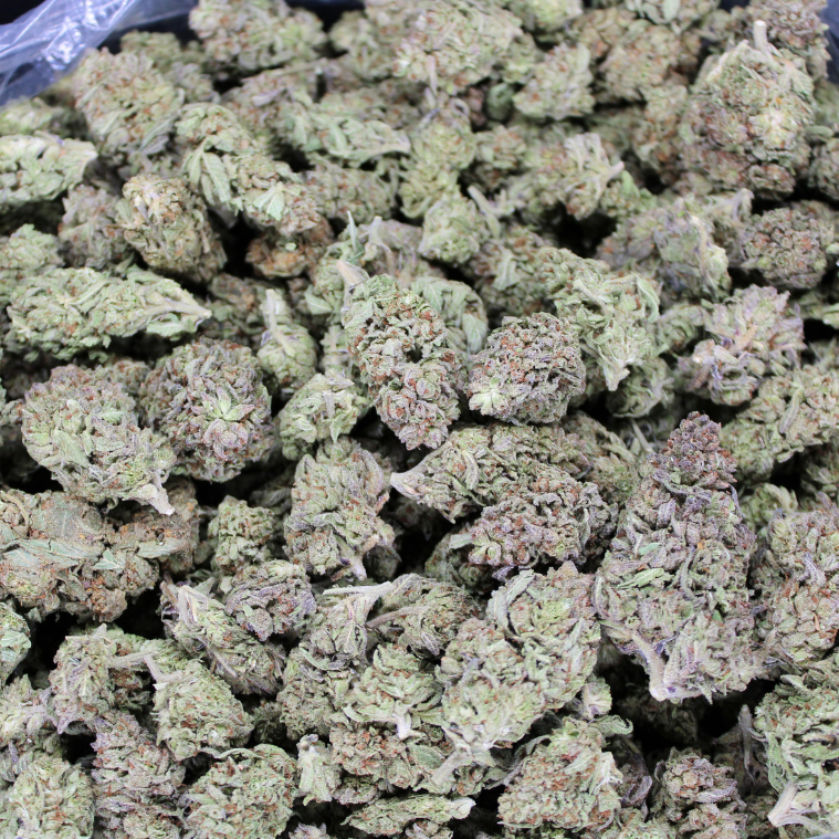 White Rhino THCA Flower
